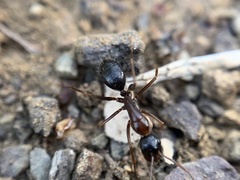 Camponotus dumetorum