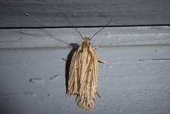 Agonopterix umbellana
