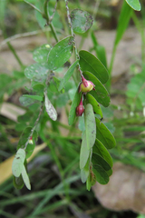 Phyllanthus niruri