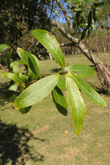 Terminalia australis