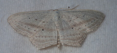 Scopula emutaria