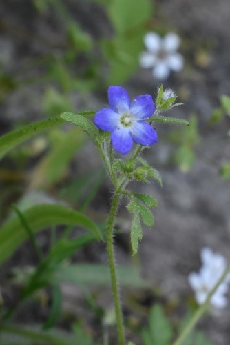 Image of Nemophila pulchella by (c) Gail A Baker, some rights reserved (CC BY)