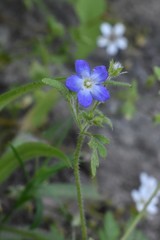 Nemophila pulchella