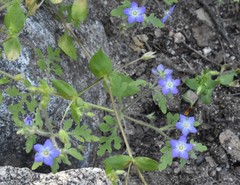 Nemophila pulchella