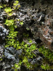 Syntrichia pagorum