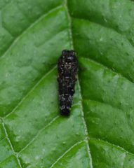 Dismorpha fossulata
