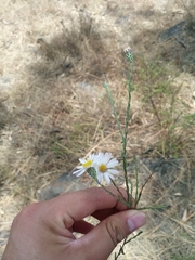 Symphyotrichum moranense