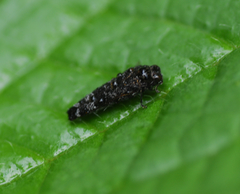 Dismorpha fossulata