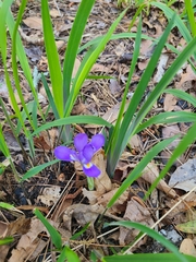 Iris verna smalliana