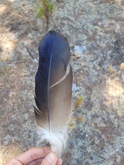 Patagioenas fasciata