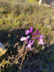 Linaria incarnata