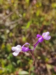 Linaria incarnata