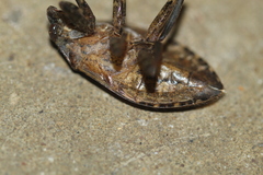 Belostoma subspinosum