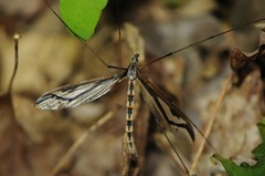 Pedicia contermina