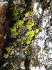 Syntrichia pagorum