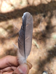 Patagioenas fasciata