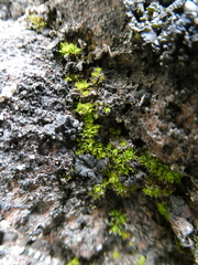 Syntrichia pagorum