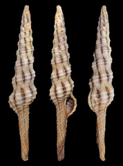 Dolicholatirus lancea