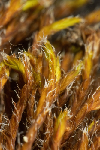Schistidium frisvollianum