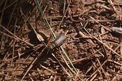 Lytta aenea