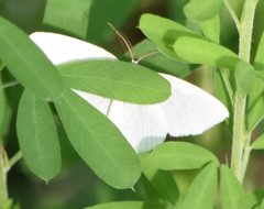 Campaea perlata