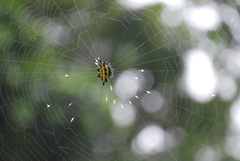 Gasteracantha panisicca