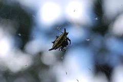 Gasteracantha panisicca