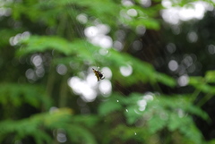 Gasteracantha panisicca