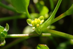 Ranunculus bonariensis trisepalus