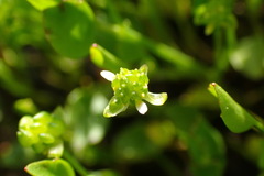 Ranunculus bonariensis trisepalus