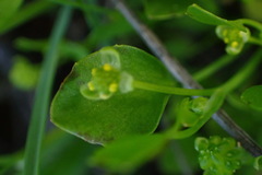 Ranunculus bonariensis trisepalus