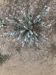 Brickellia nevinii
