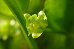 Ranunculus bonariensis trisepalus