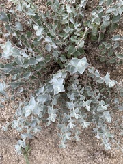 Brickellia nevinii