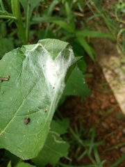 Pisaurina mira