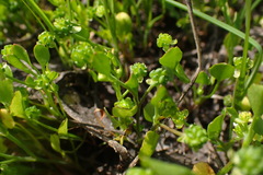 Ranunculus bonariensis trisepalus