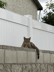 Felis catus