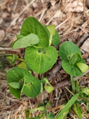 Aristolochia rotunda