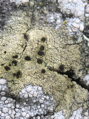 Pyrrhospora quernea