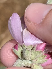 Malacothamnus hallii