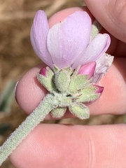 Malacothamnus hallii