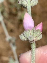 Malacothamnus hallii
