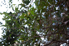 Cryptocarya mandioccana