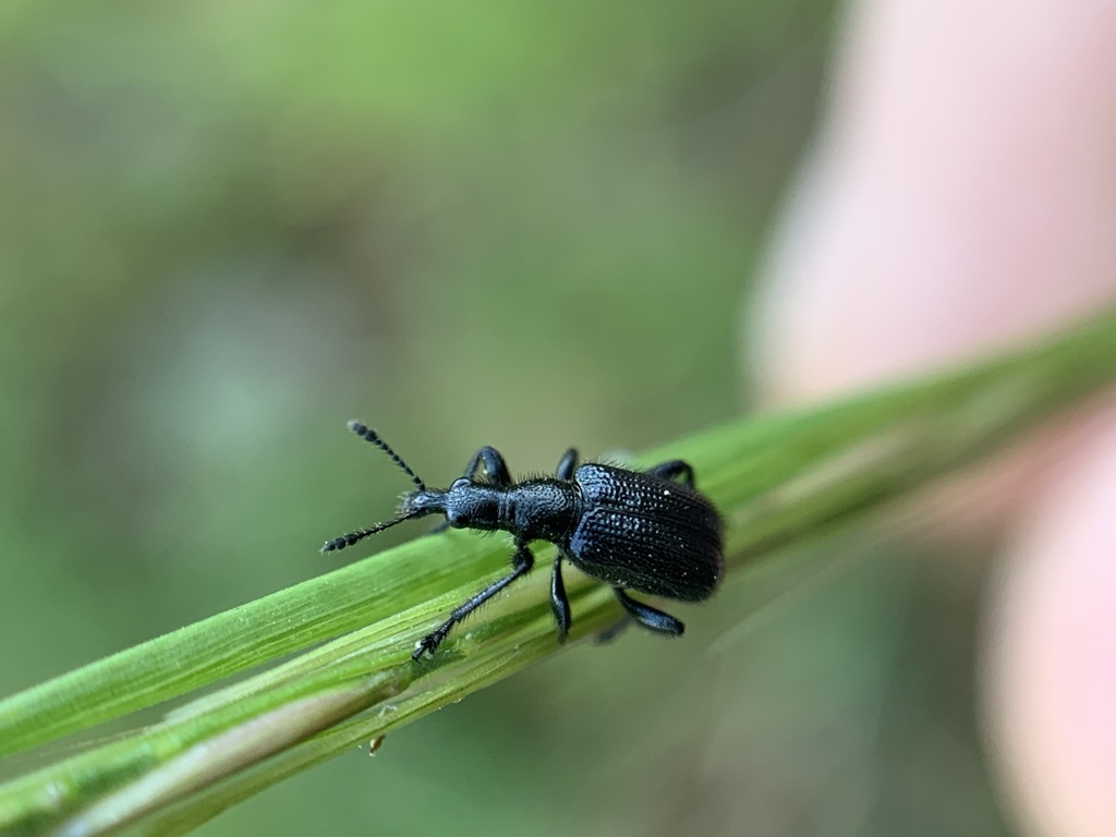 Deporaus glastinus