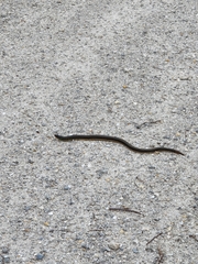 Ophisaurus ventralis image