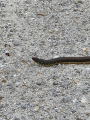 Ophisaurus ventralis image