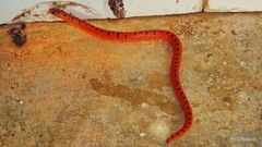 Atractus zebrinus