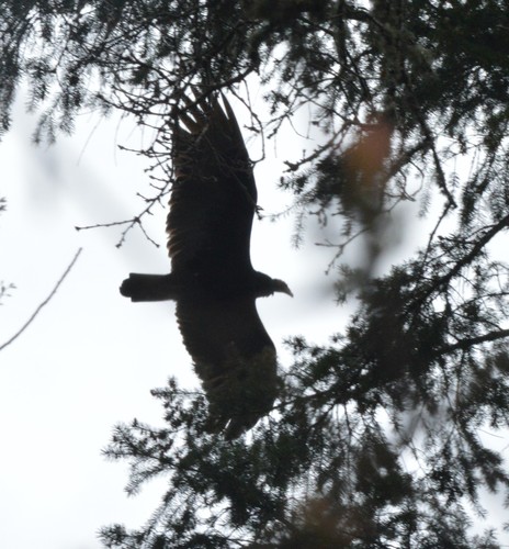 Turkey Vulture photographed in Oregon