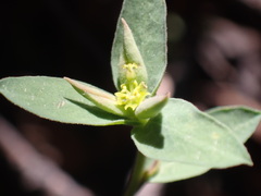 Tithymalus