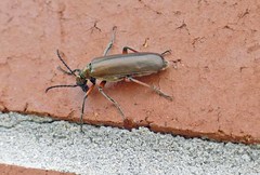 Lytta aenea